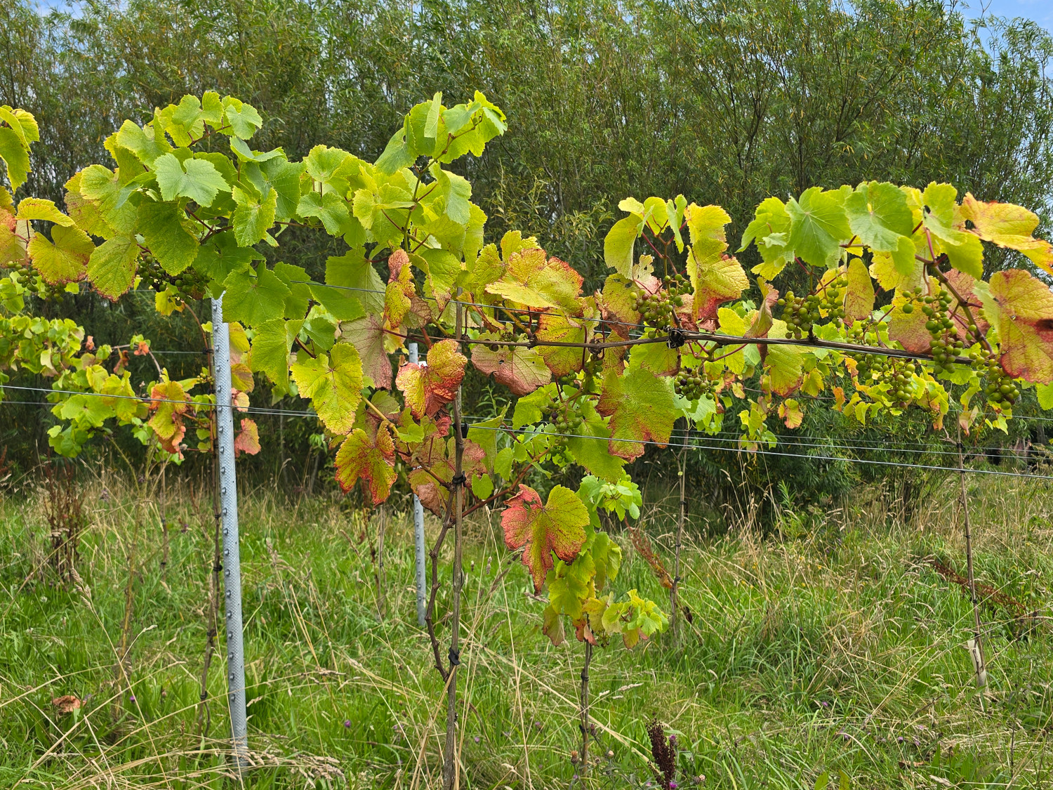 Long grass among the vines at Hebron Vineyard Arbustrum